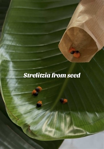 Growing Strelitzia from Seed: Essential First Steps