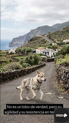 ¿Conocías al Lobo Herreño? 🐺 El perro más increíble de Canarias.#shorts #loboHerreño#perro#canarias