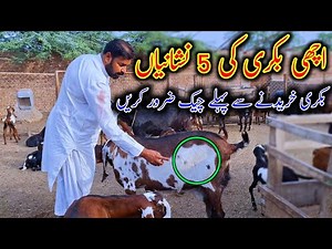 5 Basic Points Of A Highly productive Goat - Goat Farming Business