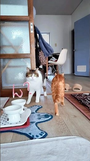 マッハーって言うと猫達が寄ってくるらしい…😻😻 #ねこ動画 #猫のいる暮らし #ねこ部 #ねこ #マッハー #猫好きさんと繋がりたい #shorts
