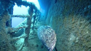 147K views · 1.5K reactions | The white sands, the long shore and the...