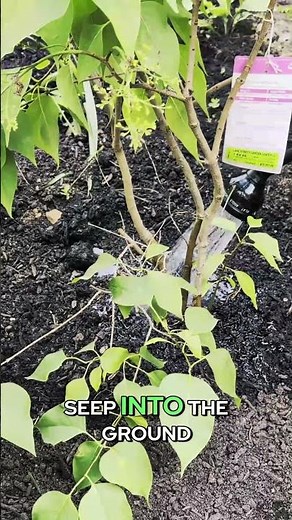 Water Plants Right | Deep Watering in the Morning or Evening #garden #heatwave #gardening