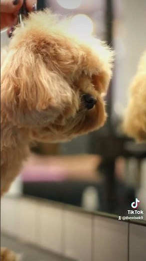 Adorable Bolognese Pup: The Ultimate Cuddle Companion 🐶"