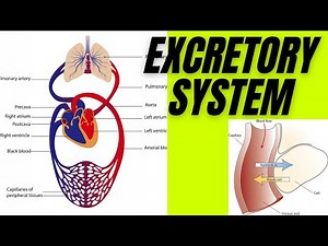 Human Excretory system | How urinory system works| best learning videos for kids | Class 4 science