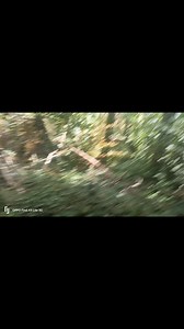 3.3K views · 81 reactions | Is it such a bad day when trees fall over? ,or is it the beginning of something new ?, | Steve England -Outdoor Learning | Facebook