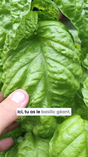 99% of people successfully germinate these seeds!