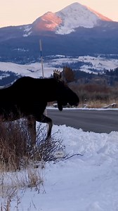 He might be wearing a NASA hoodie but getting that close to a moose isn’t smart! #Photography #wildlife #nature #wyoming #goodbull #moose #paddles #swampdonkey #nationalpark #grandtetonnationalpark | Good Bull Outdoors