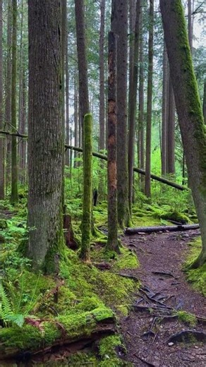 Rainy Forest Walk 🌧️🌲 4K #nature #rain #walking