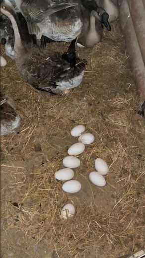 Raising geese - Poultry business - Collecting goose eggs