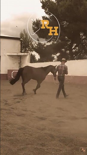 Free Natural Horsemanship Groundwork Program | Start Building Trust Today!