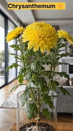 Chrysanthemum Flower Growing Timelapse 🌼 | Seed to Bloom in Glass Pot #shorts #education