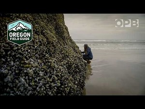 Learn to harvest food from the wild Oregon Coast | Oregon Field Guide