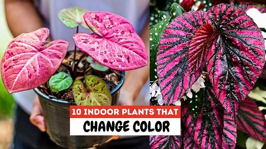 Indoor plants that evolve colors bringing life to rooms