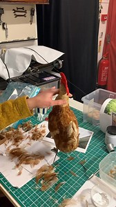 2.8K views · 128 reactions | This clockwork chicken automaton gets a new coat of feathers and can lay three eggs. The whole restoration features in Salvage Hunter The Restorers last night and repeated everyday this week. #dicoverychannel #chicken #automaton #clockwork #drewpritchard | The House of Automata | Facebook