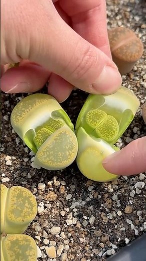 Lithops Care: Helping Your Succulent Split