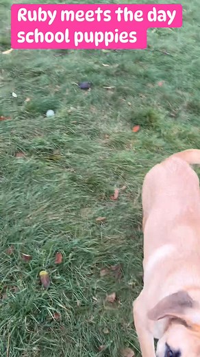 5.4K views · 82 reactions | Ruby is a seven month old mixed breed new...