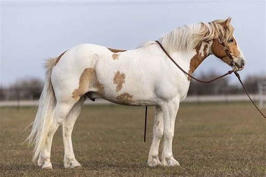 Gorgeous Versatile and Full of Potential 4 Yr Old Buckskin Tobiano Gypsy Va