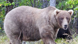 World’s fattest bear crowned as 800lb titan Grazer wins ‘Fat Bear Week’