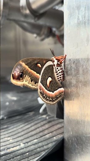 I Couldn’t Believe the Size of This Giant Cecropia Moth!