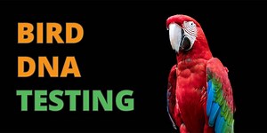 Bird DNA Testing for Gender, Species and Disease Identification