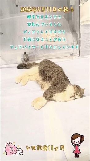 【ねねともきなこ猫介護日記】#shorts #猫 #余命宣告 #胸水 #心肺蘇生 #心肺停止