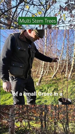 One Tree 🌳 Multiple Trunks — The Multi-Stem Effect. How Multi-Stem Trees Transform a Garden #tree