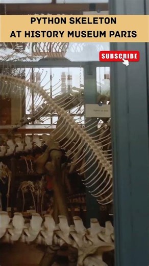 Skeleton of Python Snake #biology #animals #snake #python #skeleton #weird #nature #snakevideo