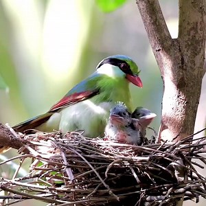Indochinese Green Magpie (印支绿鹊,Cissa hypoleuca) feeds the young, in Guangxi autonomous region. Also known as the yellow-breasted magpie, they are under second-class state protection in #China. ❤早起的鸟儿8037 ❤❤❤ #Wildlife #birds #travel #Nature #Peace #Chinese #beauty #beautiful #love | Lin hillside