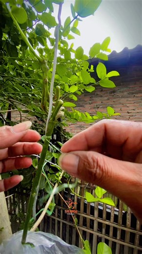 Threeway Split-trunk process.,🌳#bonsai #studionganu #budibonsai #bonsaitree #bonsaiart #bonsailovers #bonsaiworld | Budi Is