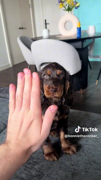 Bonnie growing up 🥹🥹 #cocker #cockerspaniel #cockerspanielsoftiktok #cockerspanielpuppy #brown #chocolate #tan #puppy #pup #puppylove #dog #dogsoftiktok #16weeksold #4months
