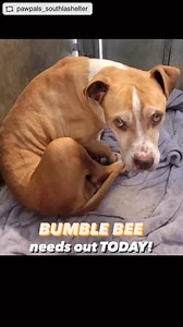 11K views · 953 reactions |  BUMBLE BEE was RESCUED by Deity Animal...