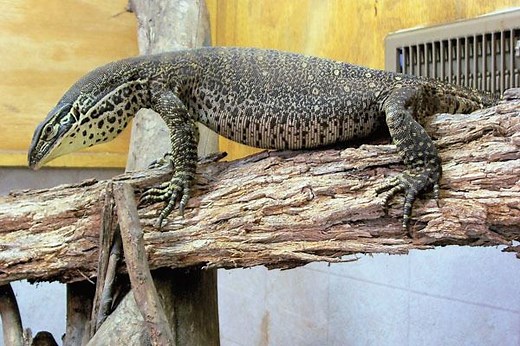 Argus monitor - Alchetron, The Free Social Encyclopedia