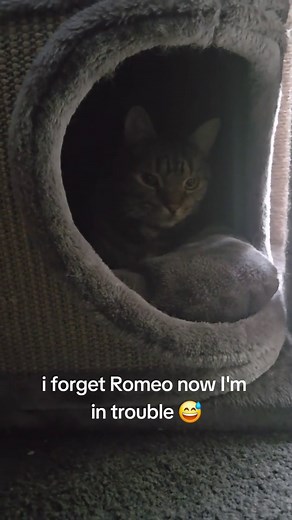 Caring for Romeo with Wobbly Cat Syndrome
