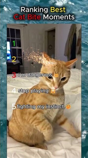 Cat Bite Ranking #cats #funny #cute #fyp #ranking #tiktok #catlove