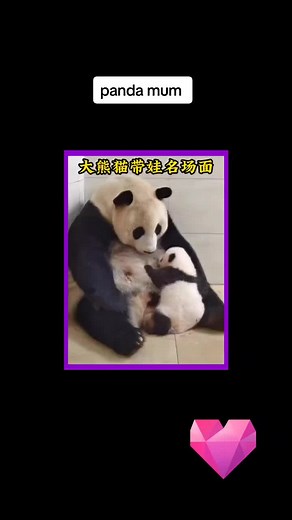 panda mum #fyp #foryoupage #pandalover #funnypanda #cutepanda #motherpanda #pandaoftiktok #panda #大熊猫搞笑日常 #大熊猫 #熊猫宝宝 #熊猫妈妈和熊猫宝宝