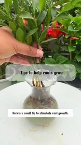 938K views · 11K reactions | Tips to roots. #root #tips #plant #foryouシ | Garden and Planting Tips | Facebook