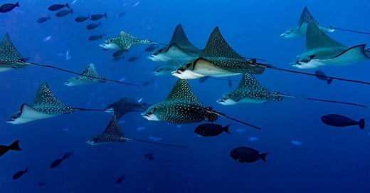 Eagle Ray vs Manta Ray: What are the Differences?