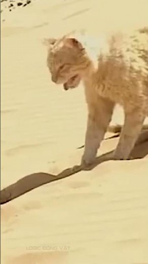 Dangerous desert animals | Venomous snakes of the desert!