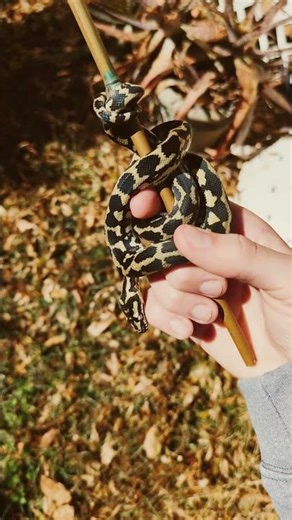 Meet Burrito my new Carpet Python #snake #python #fyp