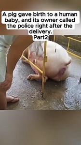 This pig gave birth to a human baby, and its owner called the police right after the delivery. Part 2 #story #shockingstory #truestory #lifestory #realstory #storytime #storytelling #storyteller | True Stories