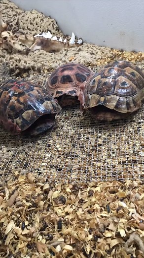 A few more turtle shells being cleaned by flesh eating dermestid beetles for taxidermy purposes. ➖ #dermestidbeetles #dermestid #dermestids #beetles #taxidermy #taxidermist #taxidermylife #bonecleaning #skullcleaning #skullcollection #skullcollector #oddities #odditiesandcuriosities #educational #viral #fyp #fypシ #fypage #fypシ゚viral #fypdongggggggg #foryou #foryoupage #foryourpage #foryourpages #turtle #turtles #turtletok #turtleshell