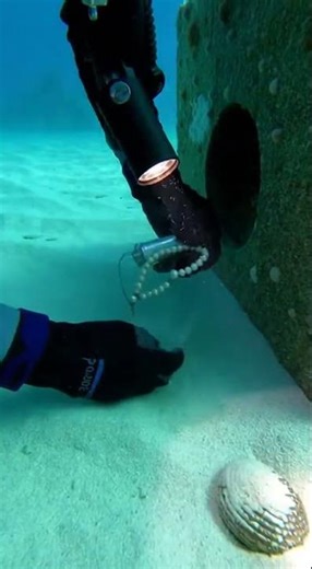 Ocean Treasure Hunt: Diver Discovers Pearls! #ScubaDiving #UnderwaterDiscovery #OceanLife