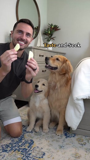 Emma with the sneak attack 😂 #goldenretrieverlife #dog #taste