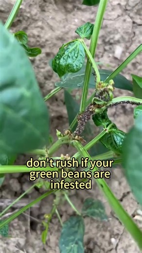 2.9K views · 58 reactions | What to do if fruits and vegetables get infested with pests? One trick will solve it for you!#fentysuperbrandday #plantingtechniques #agriculture #plants #vegetables #vegetablegarden #planttips #garden #gardening #farm #farmlife #vegetablegardening #farming #growth #grow #gardeningtips #garlic #soil | Agriculture 9.7 | Facebook