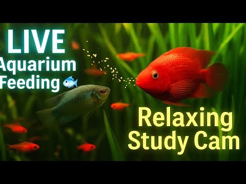 “LIVE Aquarium Feeding 🐟 Tropical Fish & Planted Tank Study Cam – Relaxing Nature Stream”