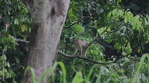 Young long-tailed macaques playing Borneo rainforest