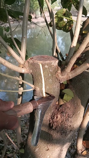 Karun tree sap extraction experiment #shorts #trendingshorts