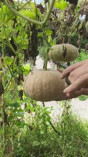 Pumpkin Harvest from My Garden | When & How to Pick Pumpkins"