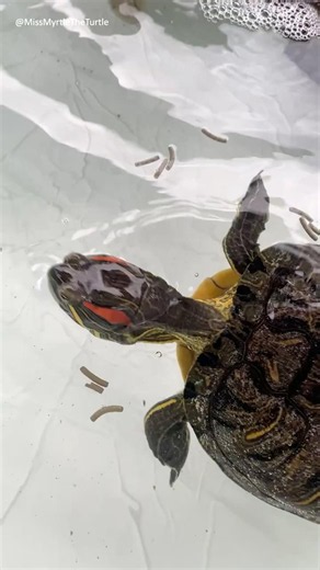Turtle Feeding Time - #turtle #shorts