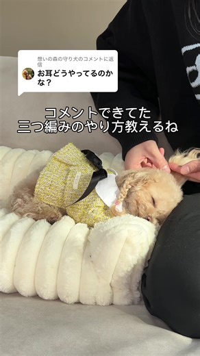 三つ編みの犬ヘアアレンジの方法を紹介